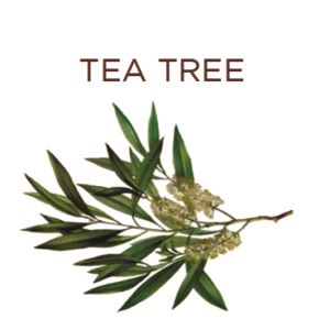 antisettico e antibatterico naturale. tea tree oil ideale per la detersione del corpo. tea tree puro al 100%